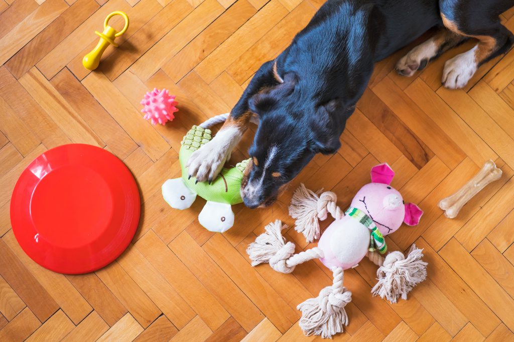 dog laying on wood floor surrounded by toys and frisbee