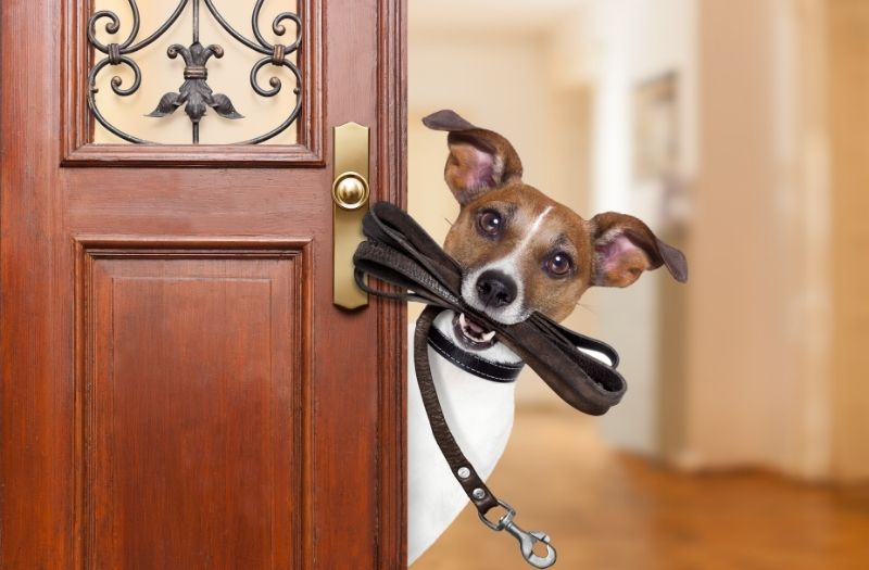 leash in dog's mouth peeking by the door