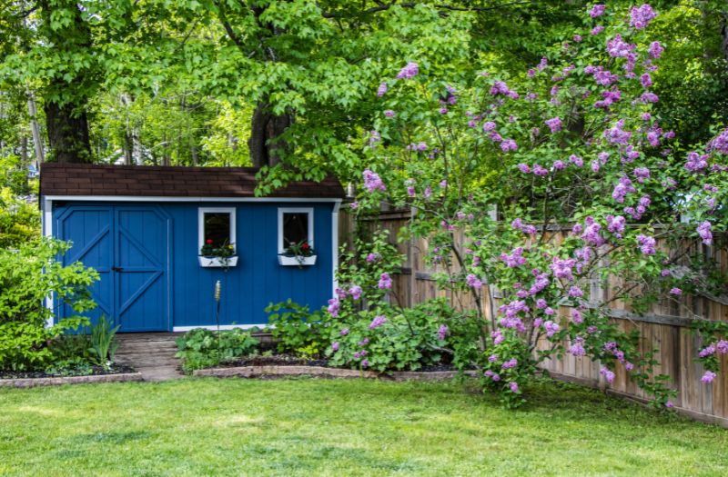 blue shed in the garden