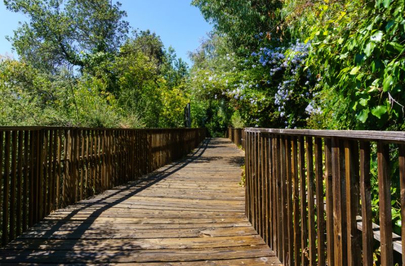 Wooden boardwalk, part of the Los Gatos Creek trail in the town of Los Gatos, south San Francisco bay area