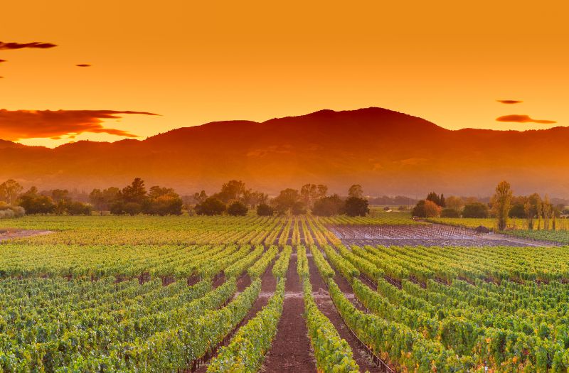 Napa Valley California Wine Country Vineyard Field