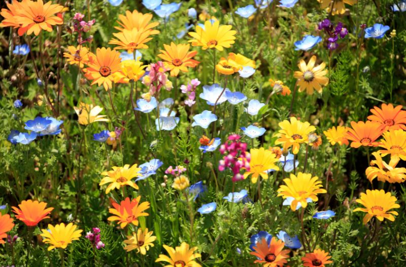 flowers in the garden