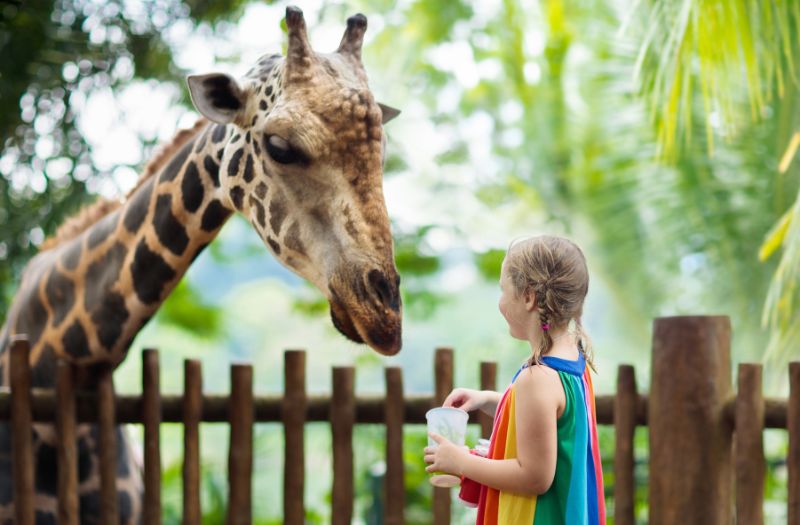 girl feeding a giraffe in the zoo park
